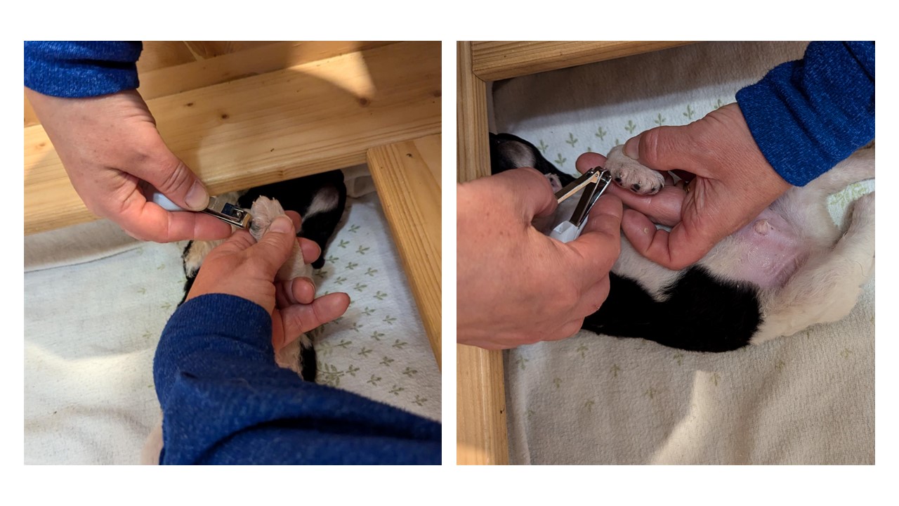 Krallenschneiden Collage