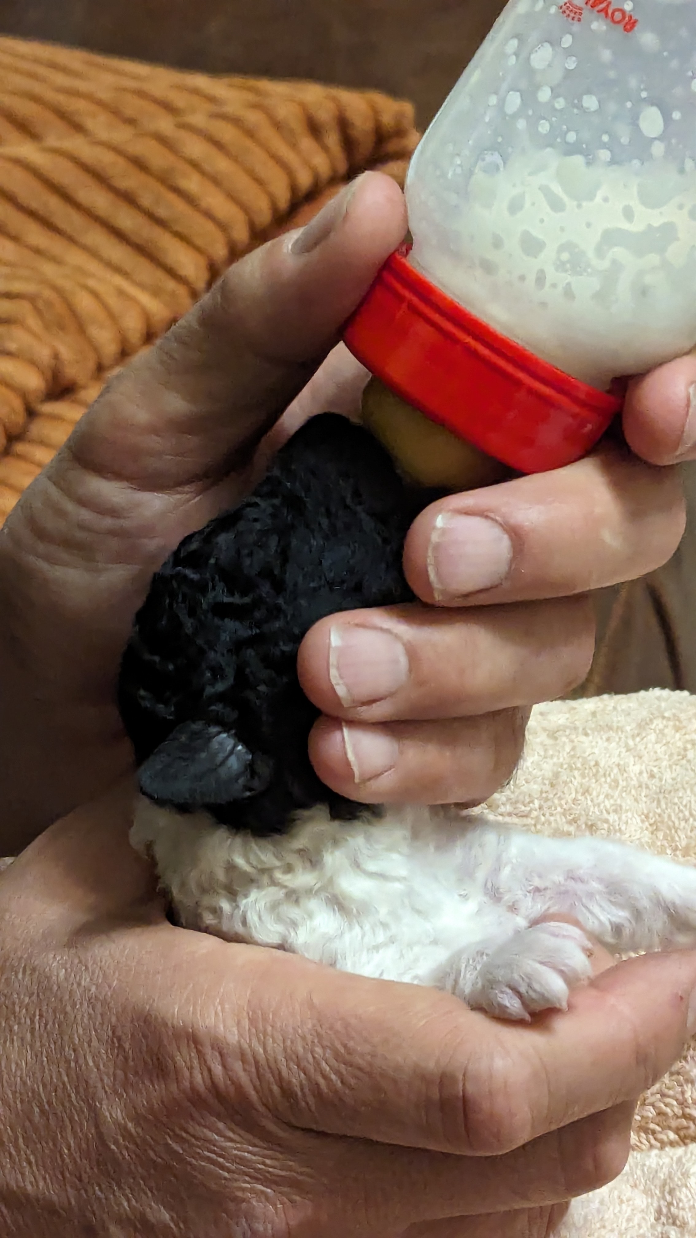 PXL 20240608 203604907