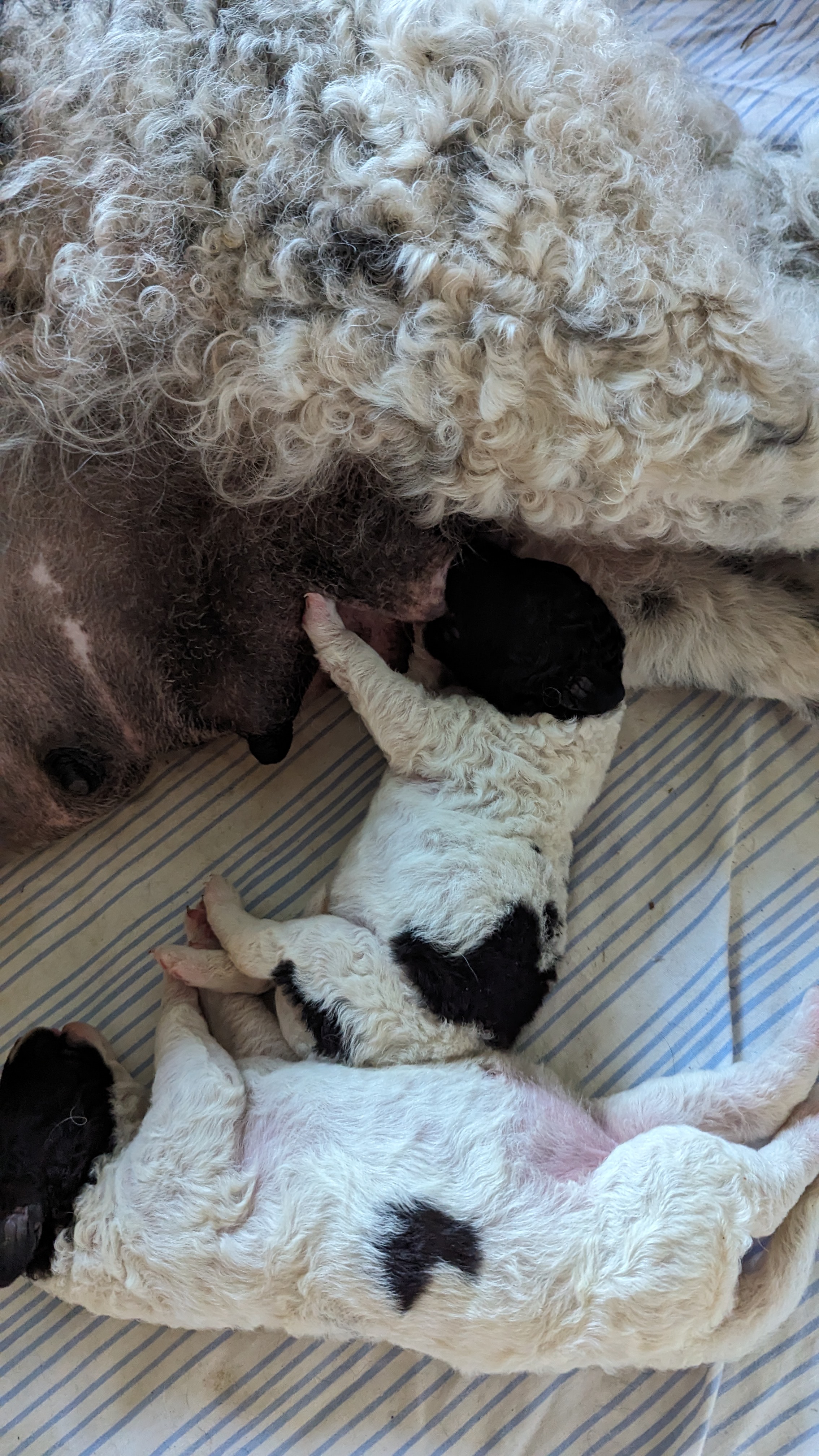 PXL 20240610 035847033