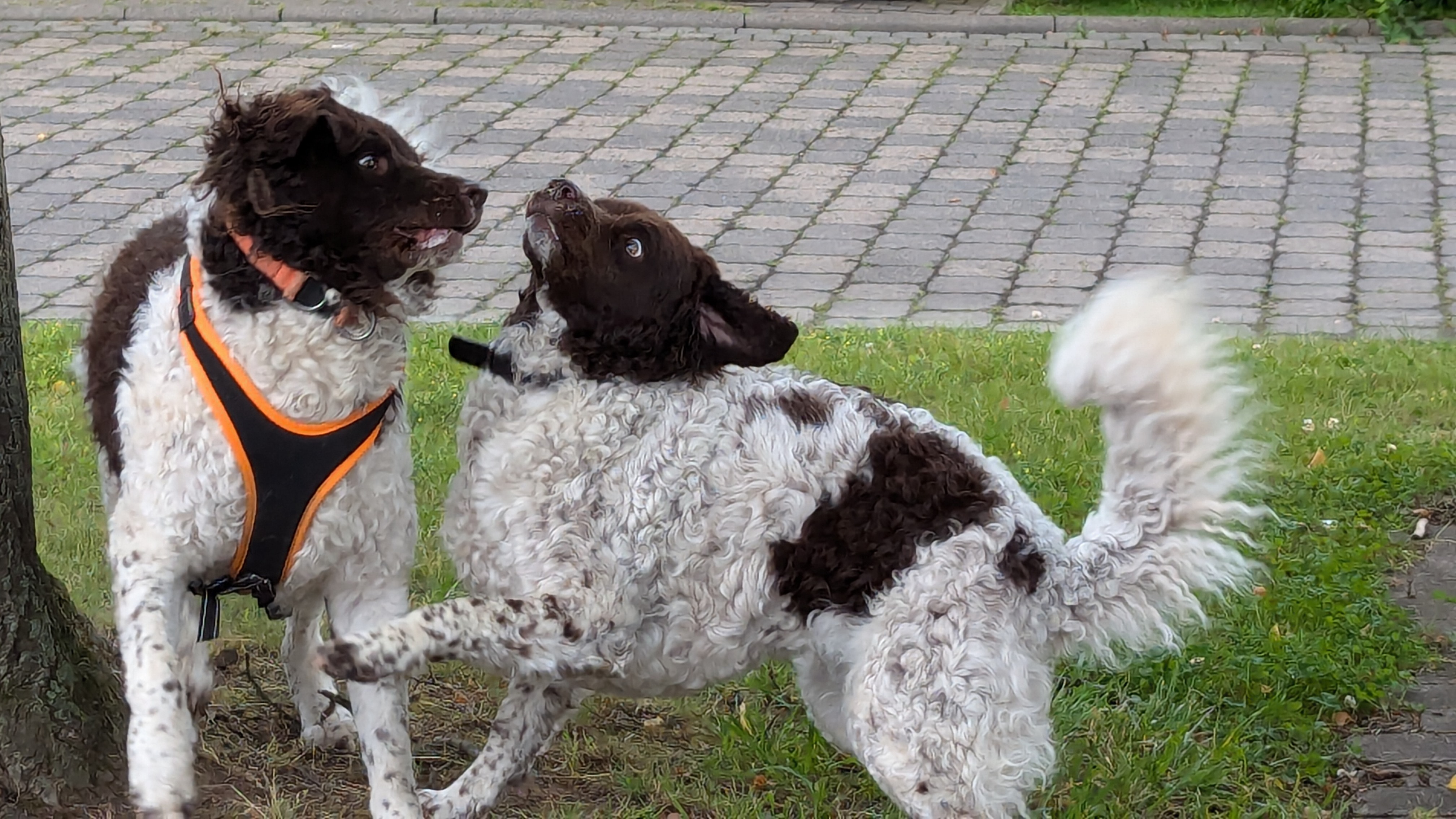 PXL 20240630 073621260